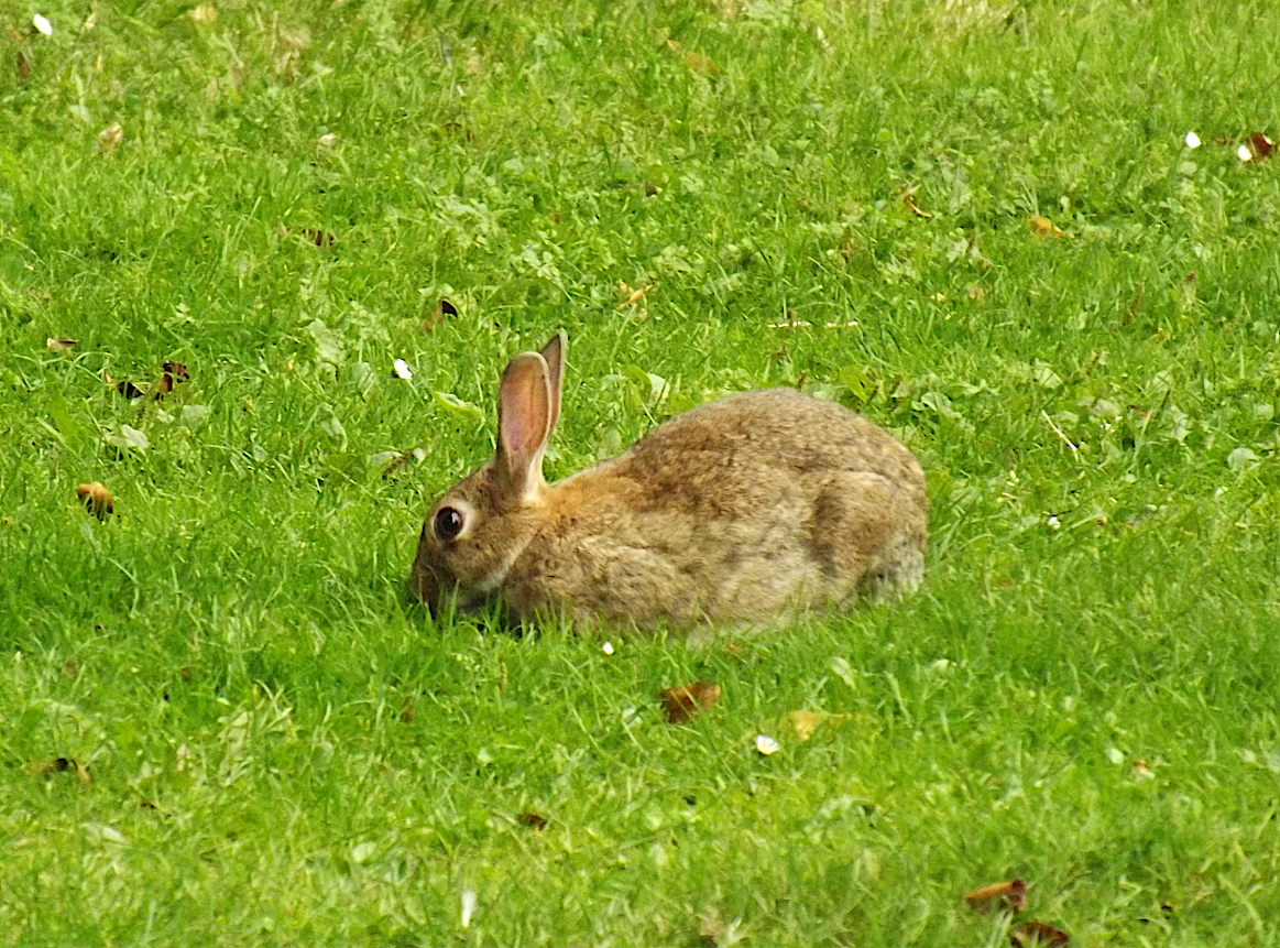 ארנבון מצוי בוגר בבריטניה | צילום: איגור ארמיאץ'-שטיינפרס