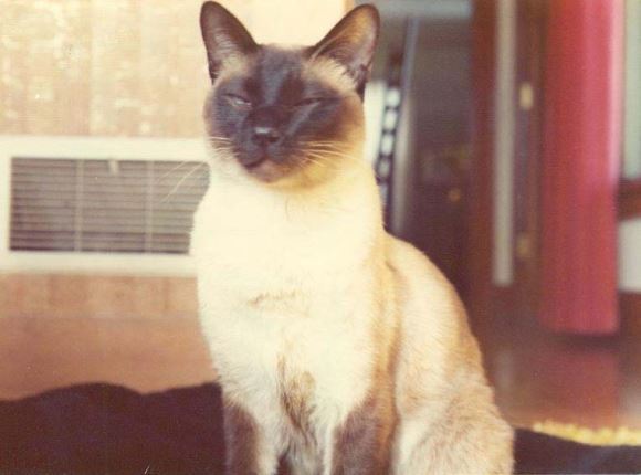 קריירה אקדמית קצרה. הפיזיקאי הנודע פד"צ וילארד | צילום: מוויקיפדיה, צלם לא ידוע