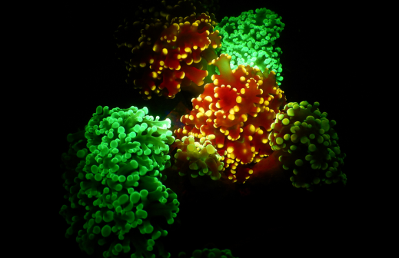 אלמוגים זוהרים בצבעוניות פלואורנית | מקור: אוניברסיטת תל אביב