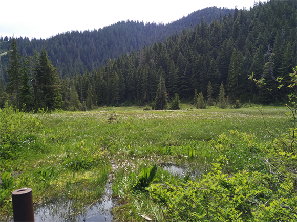 הביצה בקנדה בה נערך הניסוי |  Qianshi Lin