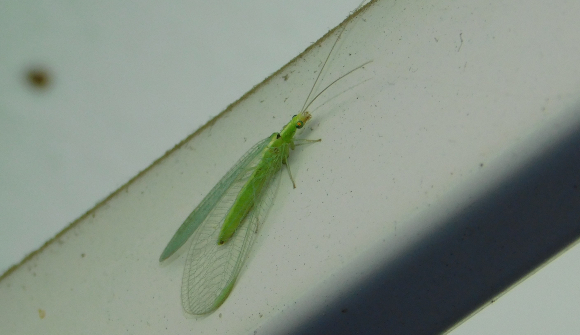 חרק מועיל לחקלאות בזכות זחליו הניזונים מכנימות. עינפז ירוק | צילום: איגור ארמיאץ' שטיינפרס