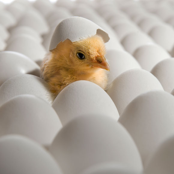 איך נושם גוזל בביצה?