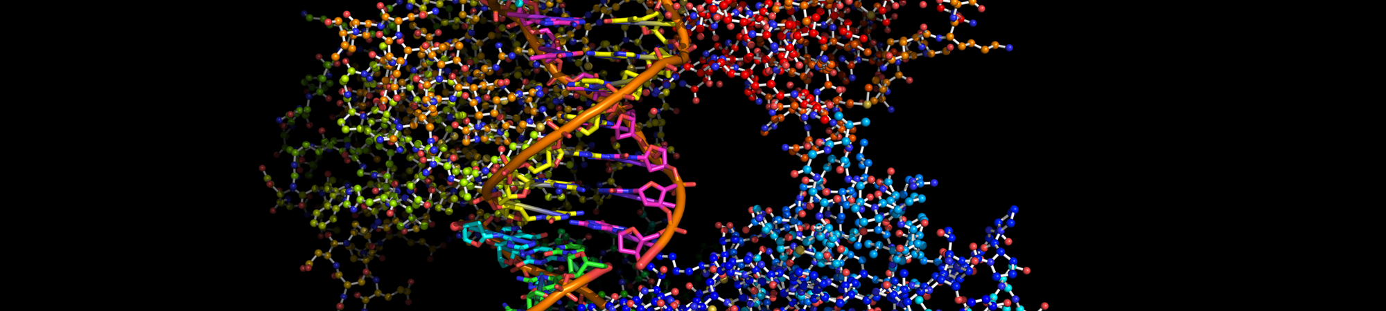 שרשרת מעבר אלקטרונים – הכוח שמייצר אנרגיה בגופנו