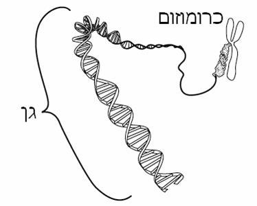מדוע נישואי קרובים מגבירים סיכון לפגמים גנטיים בילדים? נטע