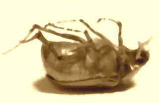 מדוע כשתיקנים וחיפושיות מתים הם מתהפכים על גבם? ערן