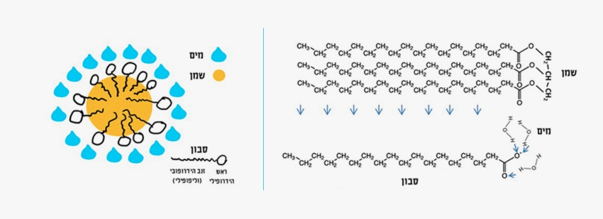 בעזרת סבון אפשר לערבב שמן ומים. משמאל: זנבות "אוהבי שמן" של מולקולות סבון נכנסים לתוך טיפת שמן (בצהוב). הראשים "אוהבי המים" נשארים בחוץ ומצפים את טיפת השמן, מה שמאפשר לה להתערבב עם מולקולות המים. מימין: מבנה המולקולות והקשרים שנוצרים ביניהם (מסומנים בחיצים): הטריגליצריד שלמעלה נקשר לזנב של מולקולת הסבון, ואילו המים נקשרים לראש שלה, בעל המטען החשמלי השלילי | איורים: ד"ר אבי סאייג