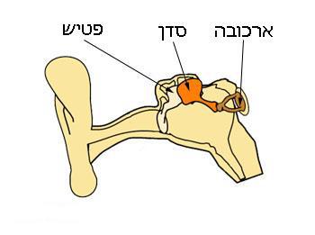 כיצד פועלים עצמות השמע באוזן התיכונה? ערן