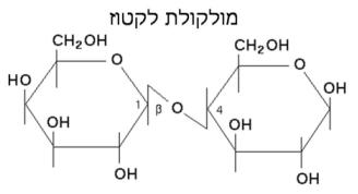 כמה מ”ג לקטוז יש ב1 ליטר חלב? יצחק