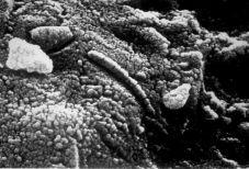 האם יש חיים בכוכב החדש שנתגלה? אריאל