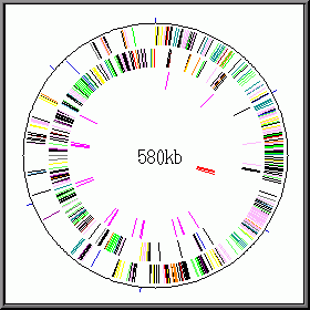 מה מספר הגנים המינימאלי שיש לאורגניזם חי עצמאי? יהודה