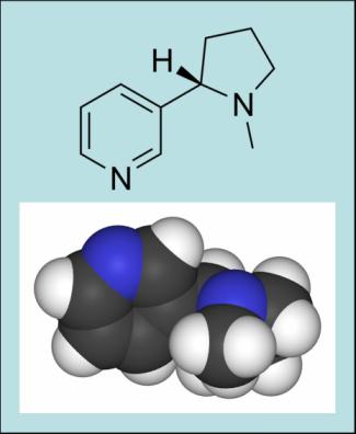 האם באמת יש קשר בין עישון סיגריות לפעילות מעיים? חיים
