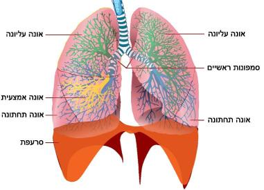 מדוע בזמן מאמץ גופני כואב לי בצד שמאל? ויטלי
