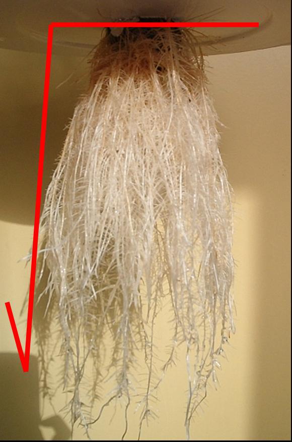 כיצד ניתן לחשב שורש של מספר באופן ידני? יוסף