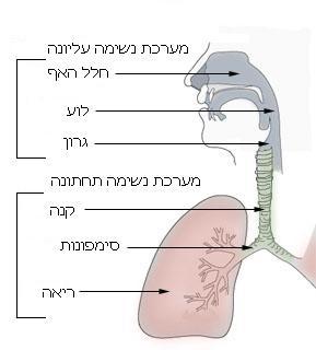 באיזו מהירות נפלט האוויר מהפה בזמן עיטוש?