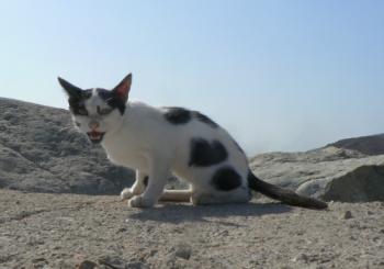 כמה זמן חי חתול רחוב? חיים