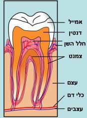 מה הקשר בין פלואור ועששת? ערן, יוסי