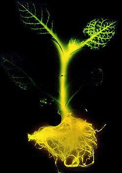 כיצד ניתן להוציא DNA מיצורים חיים והאם זה חוקי לשלבם ביצורים אחרים? תומר