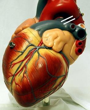 כיצד מתחיל לב העובר לפעום? תמר