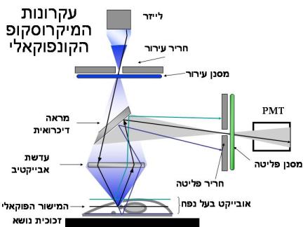 מהו מיקרוסקופ קונפוקאלי ומה משמעות שמו? ליאור