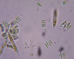 האם ניתן לגרום ל”הארצת” כוכב לכת ע”י “יבוא” צמחים? רותי