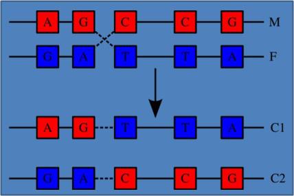 האם תאי רבייה בבן אדם שונים זה מזה כתוצאה מתהליך השחלוף? מאיה