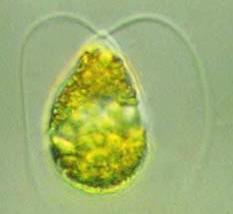 האם במכון ויצמן מצאו תהליך לייצור בטא קרוטן על ידי חיידקים? יוסף רובין