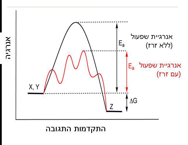 מהם הגורמים המשפיעים על קצב של ריאקציה כימית?