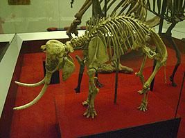 מדוע מינים על אי הופכים להיות גמדיים? תדהר