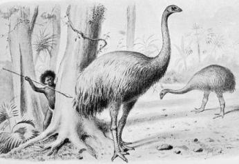 כמה סוגים של עופות יש ? ומה הסוג שדורש הכי הרבה מזון? מור