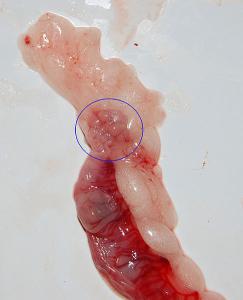 האם בעבר השתמשו בארנבות לבדיקת הריון? רונית