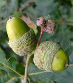 האם קיימים חומרים רעילים בעלי עץ האלון והאם הם מתפוגגים כאשר העלה נושר? אבירם