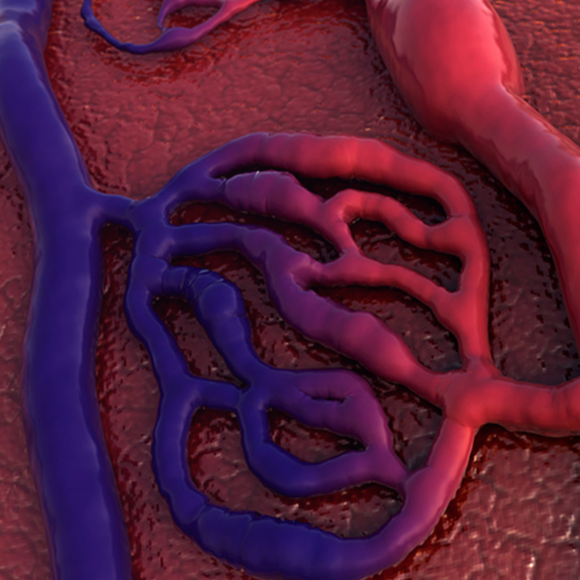 נימי הדם ותפקידם בחילוף חומרים