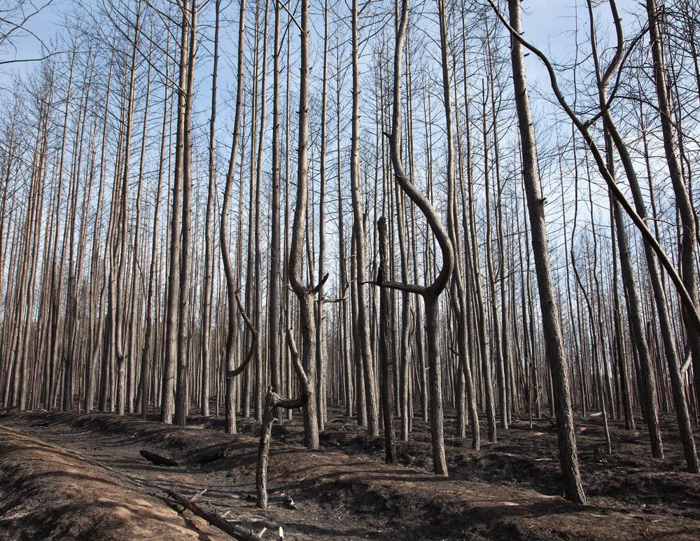 דרכי התמודדות עם שריפות