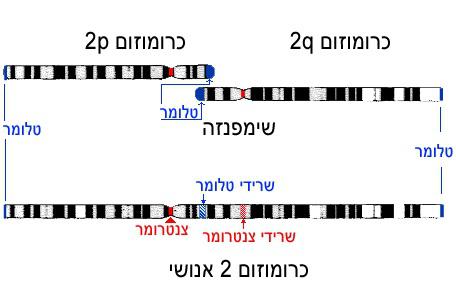 לבני אדם 23 כרומוזומים ואילו לקופי-אדם 24. איך יודעים שההבדל מקורו באיחוי אצל האדם ולא בפיצול אצל הקופים? סוון