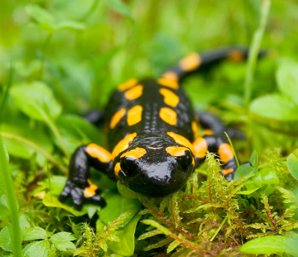 שחזור איברים