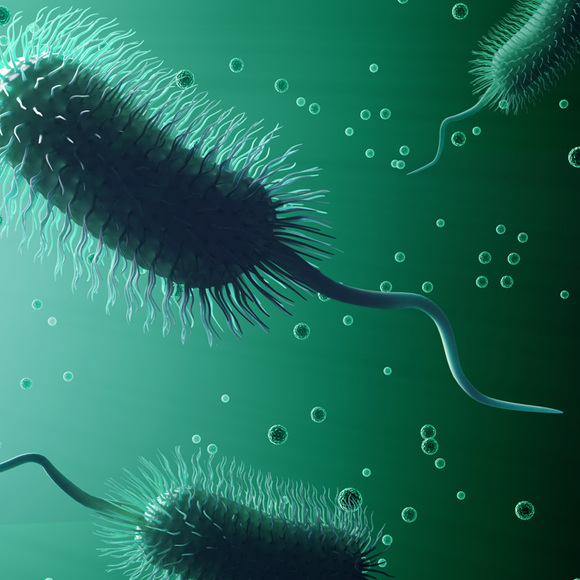 החיידקים – פשוטים אך מורכבים