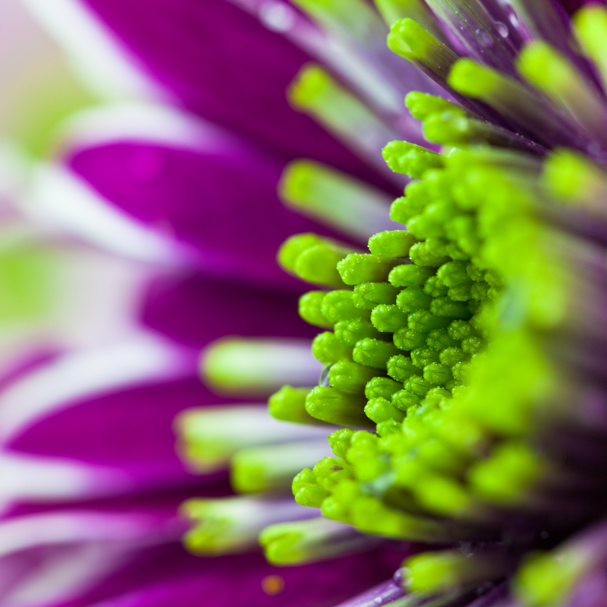 כרומטוגרפיה של פרחים