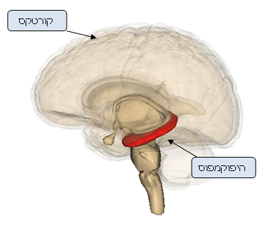 מהי כמות המידע שמוח יכול לאכסן? האם יש מגבלה? טל