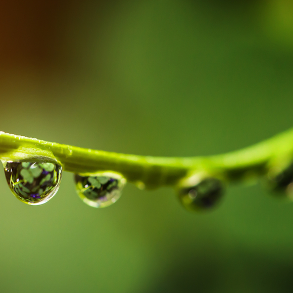 What is capillary action and how is it affected by gravity? Ariel & Michal