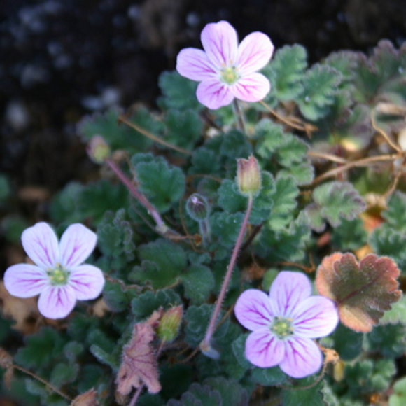 מה מריחים הצמחים