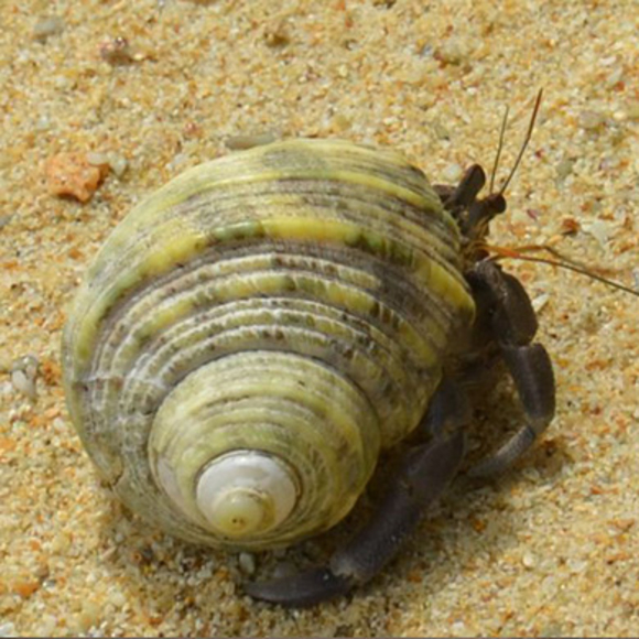 משנה מקום משנה מזל