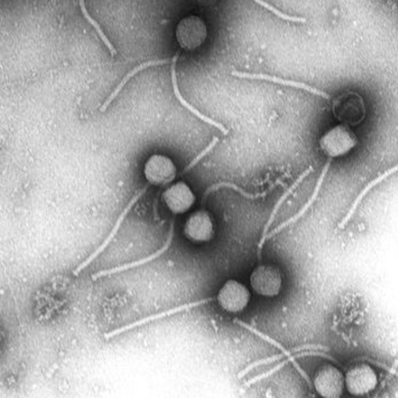 מתקפת הפאג’ים