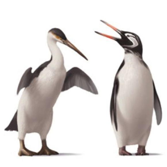 הציפור המשונה ביותר