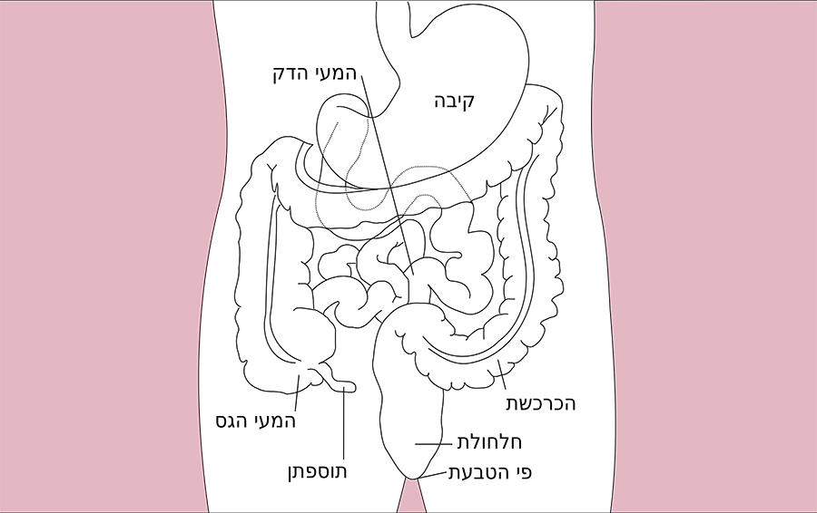 יש אנשים שמצויים בסיכון גבוה מאחרים לחלות בסרטן המעי הגס והחלחולת. מבנה מערכת העיכול | ויקיפדיה, נחלת הכלל