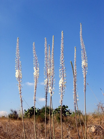 גאופיטים הם מבשרי החורף? נועם