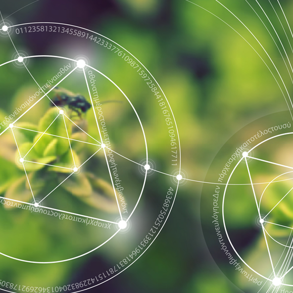 Mathematical Models of Forests