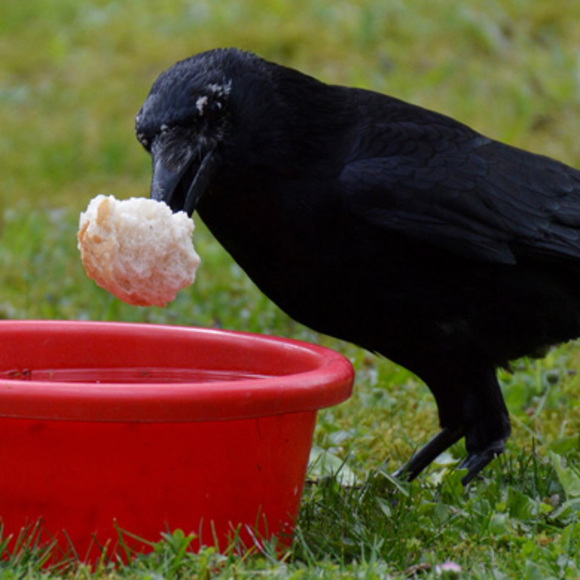 עד כמה בעצם חכמים העורבים?