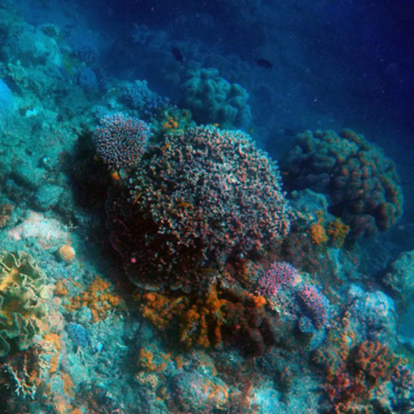 מסע אל תהומות הים