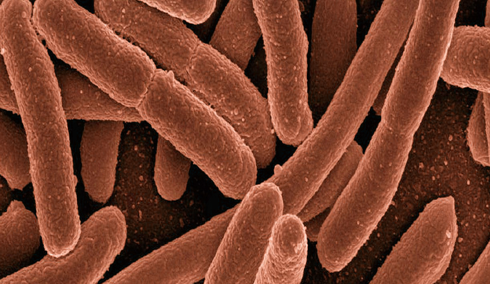 סדק במבצר החיידקים