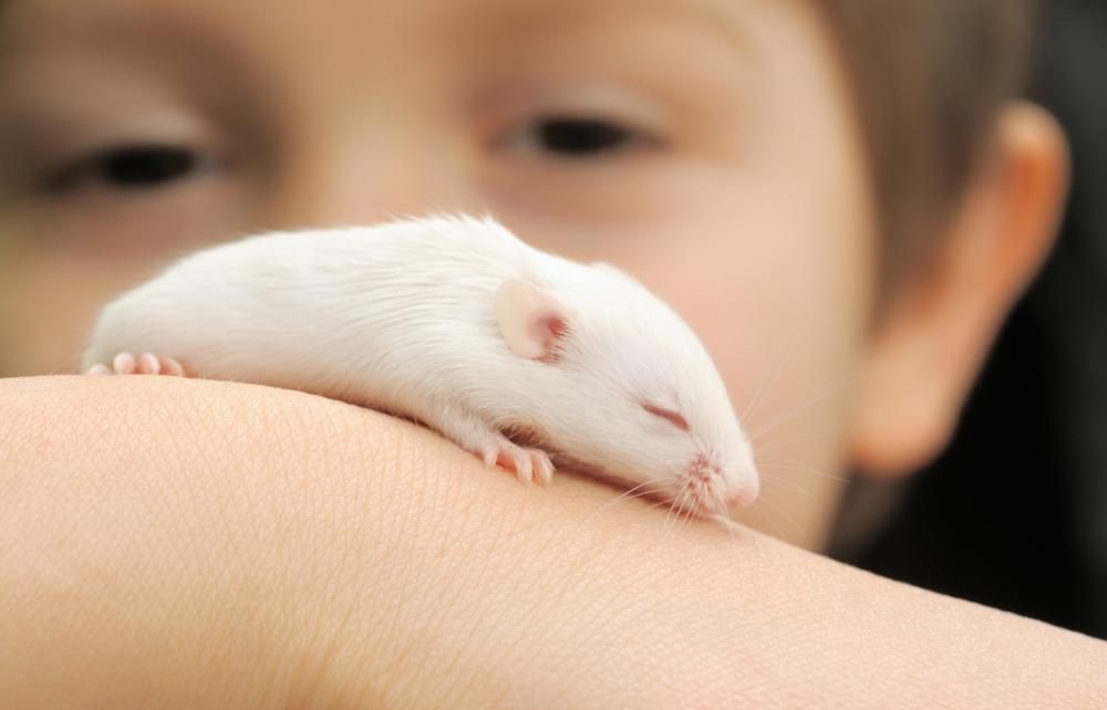 מעיין הנעורים של העכברים